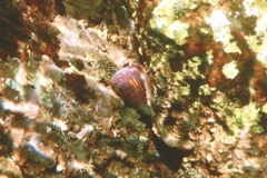 Sea Snails - Prince Cone Snail - Conus princeps