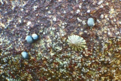 Limpets - Pacific Plate Limpet - Lottia scutum