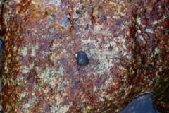 Sea Snails - Funiculate Nerite - Nerita funiculata