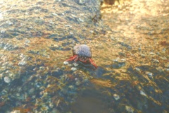 Crabs - Red Reef Hermit Crab - Paguristes cadenati