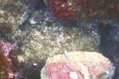 Sea Slugs - Starry Berthella - Berthella stellata