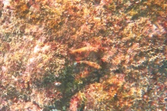 Blennies - Panama Triplefin - Axoclinus lucillae