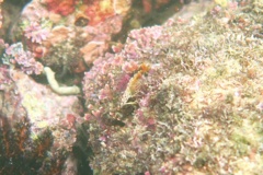 Blennies - Fishgod Blenny - Malacoctenus ebisui