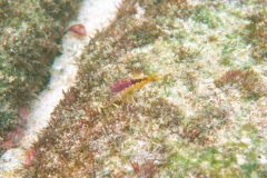 Blennies - Fishgod Blenny - Malacoctenus ebisui