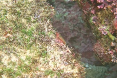 Blennies - Carmine Triplefin - Axoclinus storeyae