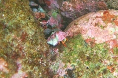 Crabs - Red-leg Hermit Crab - Calcinus californiensis