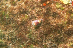 Sea Snails - Californian Cone Snail - Californiconus californicus