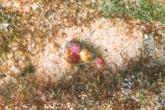 Sea Snails - Californian Cone Snail - Californiconus californicus