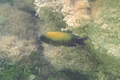 Damselfish - Beaugregory Damselfish - Stegastes leucostictus