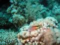 Hawkfish - Blackside Hawkfish - Paracirrhites forsteri