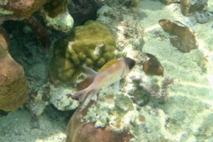 Squirrelfish - Squirrelfish - Holocentrus adscensionis