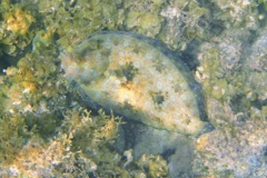 Flounders - Plate Flounder - Bothus lunatus