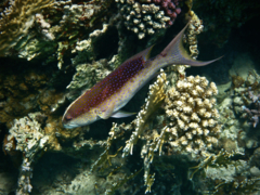 Groupers - Lunartail Grouper - Variola louti