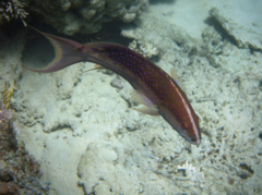 Groupers - Lunartail Grouper - Variola louti