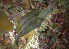 Filefish - Honeycomb filefish - Cantherhines pardalis