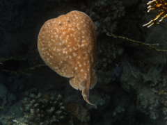 Electric Rays - Panther Electric Ray - Torpedo panthera