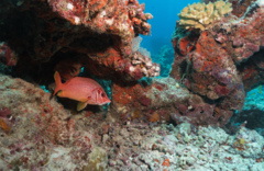 Squirrelfish - Long-jawed Squirrelfish(Sabre Squirrelfish,Giant Squirrelfish,Spiny Squirrelfish) - Sargocentron spiniferum