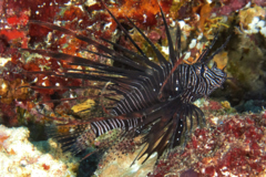 Lionfish - Common Lionfish - Pterois volitans