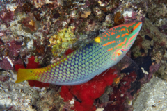 Wrasse - Checkerboard Wrasse - Halichoeres hortulanus