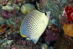 Butterflyfish - Peppered butterflyfish - Chaetodon guttatissimus