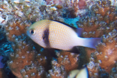 Damselfish - Cloudy Dascyllus - Dascyllus carneus