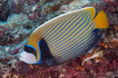 Angelfish - Emperor Angelfish - Pomacanthus imperator