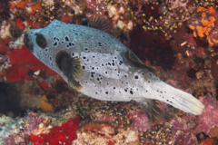 Pufferfish - Black-spotted Puffer - Arothron nigropunctatus