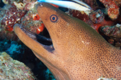 Moray - Giant Moray - Gymnothorax javanicus