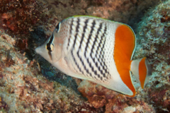 Butterflyfish - Seychelles Butterflyfish - Chaetodon madagaskariensis