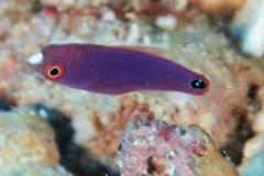 Wrasse - Exquisite Wrasse - Cirrhilabus exquisitus