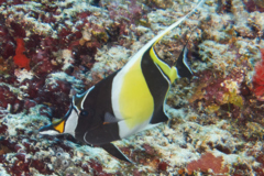 Surgeonfish - Moorish Idol - Zanclus cornutus