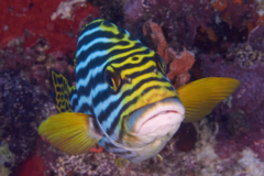 Grunts - Oriental Sweetlips - Plectorhinchus orientalis