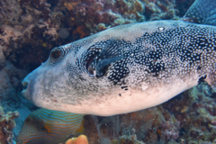 Pufferfish - Whitespotted Puffer - Arothron hispidus