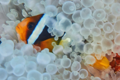 Damselfish - Clark's Anemonefish - Amphiprion clarkii