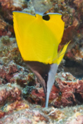 Butterflyfish - Big Longnose Butterflyfish - Forcipiger longirostris