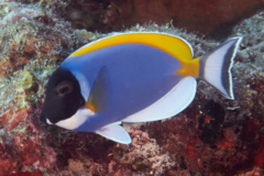 Surgeonfish - Powder Blue - Acanthurus leucosternon