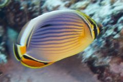 Butterflyfish - Melon butterflyfish - Chaetodon trifasciatus