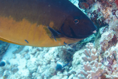 Surgeonfish - Sleek Unicornfish - Naso hexacanthus