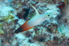 Gobies - Fire Goby - Nemateleotris magnifica