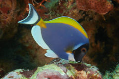 Surgeonfish - Powder Blue - Acanthurus leucosternon