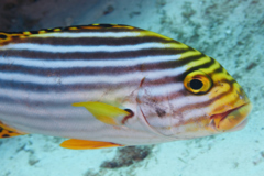 Grunts - Oriental Sweetlips - Plectorhinchus orientalis