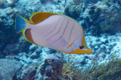 Butterflyfish - Yellowhead Butterflyfish - Chaetodon xanthocephalus