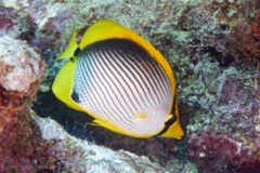 Butterflyfish - Black Backed Butterflyfish - Chaetodon melannotus