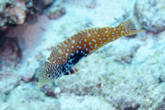 Wrasse - Rare Wrasse - Macropharyngodon bipartitus bipartitus