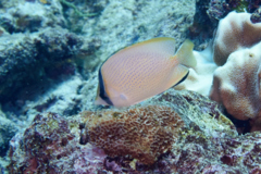 Butterflyfish - Speckled Butterflyfish - Chaetodon citrinellus