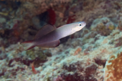 Dartfish - Blackfin Dartfish - Ptereleotris evides