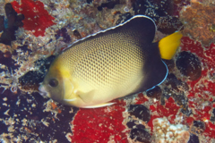 Angelfish - Smoke Angelfish - Apolemichthys xanthurus