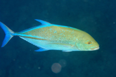 Jacks - Bluefin Trevally - Caranx melampygus