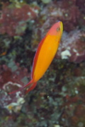 Basslets - Flame Basslet - Pseudanthias ignitis