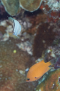 Blennies - Smith's Venomous Blenny - Meiacanthus smithi